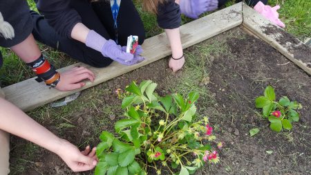 Garden Club students plant seeds in the Bunger Garden.