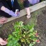 Garden Club students plant seeds in the Bunger Garden.